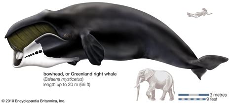 Bowhead right whale | mammal | Britannica