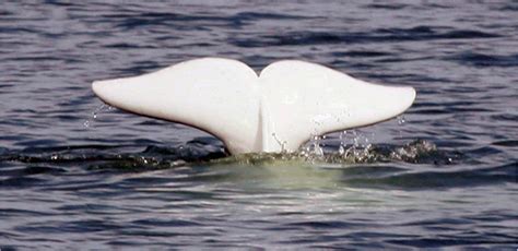 Manitoba wants protection for Hudson Bay belugas – Eye on the Arctic