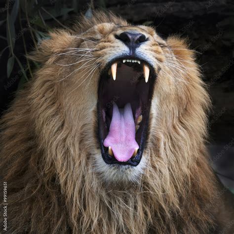 Open jaws of an Asian lion, resting in forest shadow. The King of ...