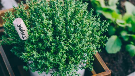 11 Varieties Of Thyme, Explained