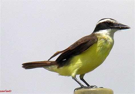 SURINAME: VOGELS in de TUIN