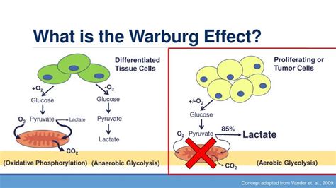 PPT - Warburg Effect & Oncology PowerPoint Presentation - ID:1874861