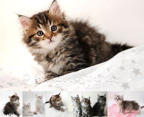 Learn 90+ about cat breeders australia best - NEC