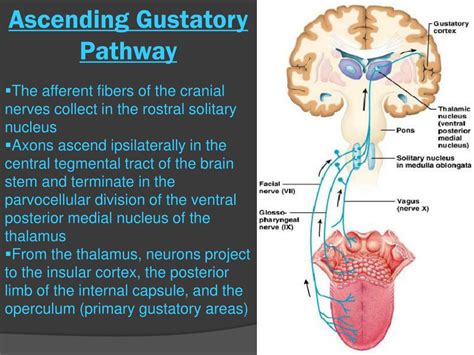 PPT - The gustatory pathway PowerPoint Presentation, free download - ID ...