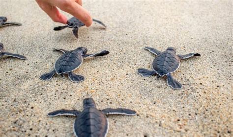 Things to do in Bali | Sea Turtle Release | The Honeycombers Bali