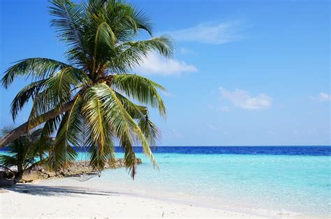 Free photo: Maldives, Sea, Blue, Palm, Ocean - Free Image on Pixabay - 1357020