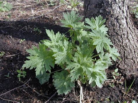 Motherwort | Integrated Crop Management