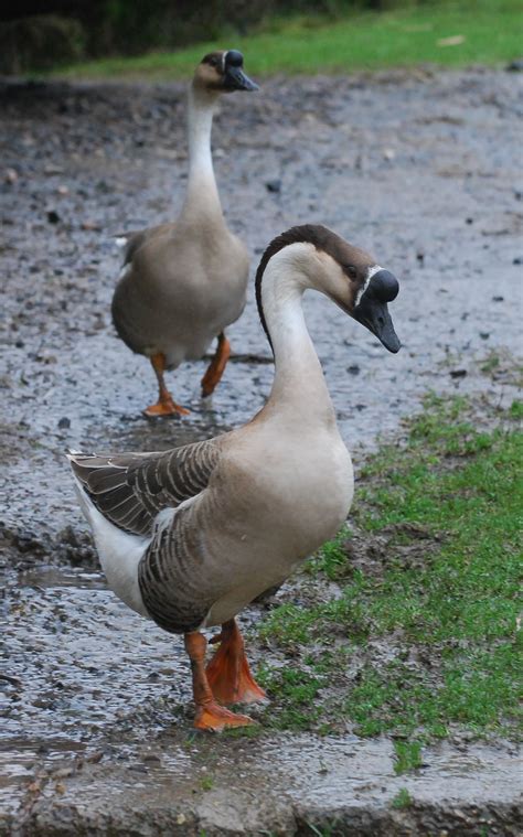 Chinese brown geese | Geese breeds, Pet birds, Beautiful birds