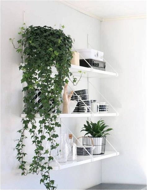 26 Best Indoor Vines & Climbers to Grow Easily in Home | Indoor vines ...