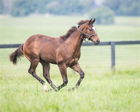 Runhappy - Claiborne Farm