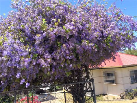 Lovely lavender tree Nambour | Lovely lavender, Plants, Tree