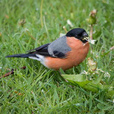 jfwildlife.co.uk - Bullfinches