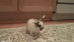 Rabbit cute rabbit GIF on GIFER - by Bladefont