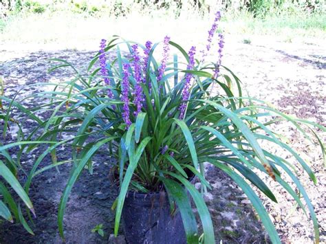 Liriope Royal Purple Shrub | Purple shrubs, Planting flowers, Perfect plants