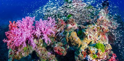 Can an underwater soundtrack really bring coral reefs back to life?