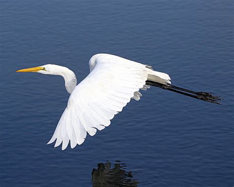 Great Egret Flying Photograph by Rob Wallace Images - Pixels