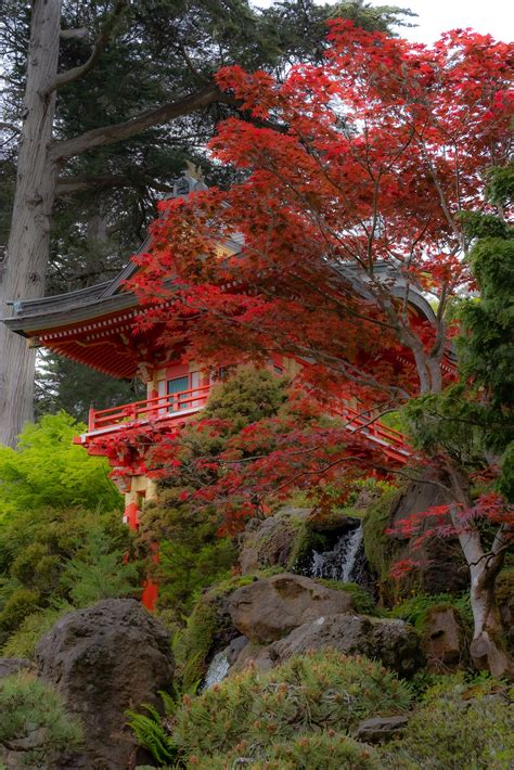 Japanese Tea Garden, 04/17/21 : sanfrancisco