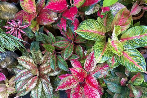 How to Grow and Care for Aglaonema (Chinese Evergreen)