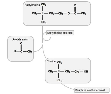 Acetylcholine Synthesis Pathway