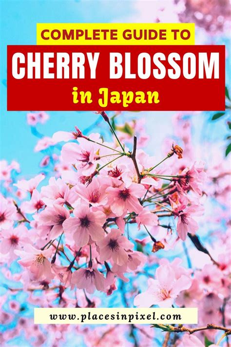 the complete guide to cherry blossom in japan