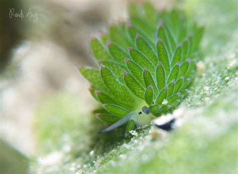 Adorable "Leaf Sheep" Sea Slugs Look like Cartoon Lambs