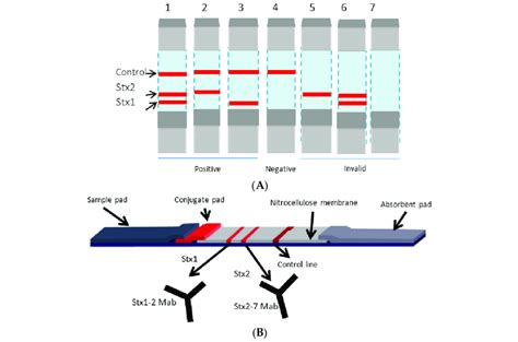 Diagrammatic representation of Lateral Flow Immunoassay Device. (A) The... | Download Scientific ...