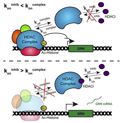 Selectivity and Kinetic Requirements of HDAC Inhibitors as Progranulin ...