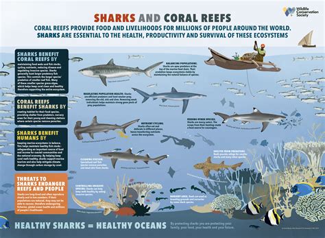 Shark Species Poster