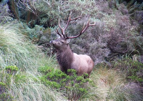 Wapiti – Fiordland Wapiti Foundation