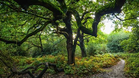 Epping Forest Walks - A Splendid Getaway From London For Hikes