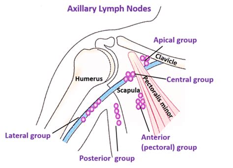 Axilla , Anatomy QA