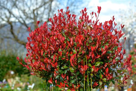 Plants for fall color: 5 top picks for your borders