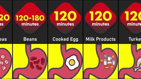 Indian Food Digestion Time Taken Comparisons || How Long Different Foods Take Time to Digest ...