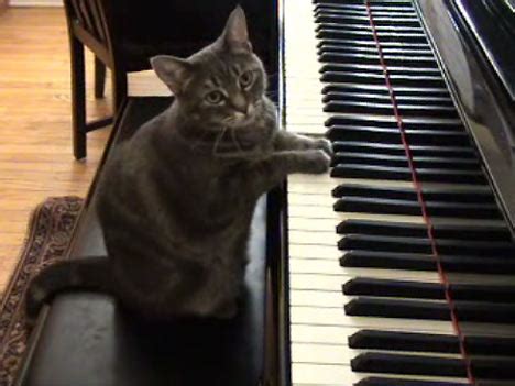 Nora, The Piano Playing Cat - Cats Photo (36279317) - Fanpop