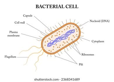 3,554 Bacteria Cell Diagram Royalty-Free Images, Stock Photos & Pictures | Shutterstock