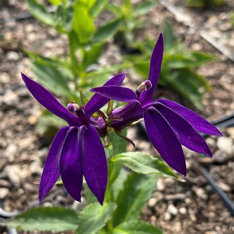 Lobelia x speciosa 'Starship™ Blue' - Cardinal Flower (4" Pot) | Little Prince To Go