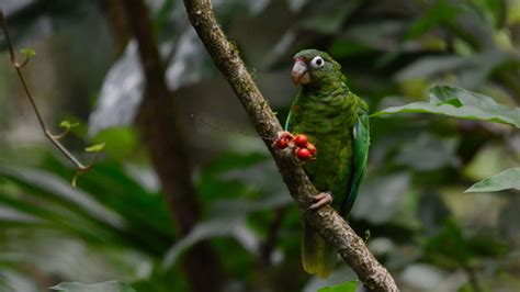 Two Endangered Puerto Rican Parrots Born In The Wild – First In 144 ...