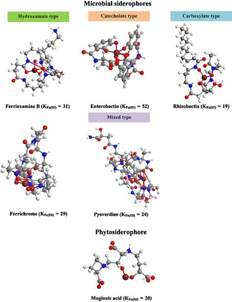 Siderophores in environmental research: roles and applications - Ahmed ...