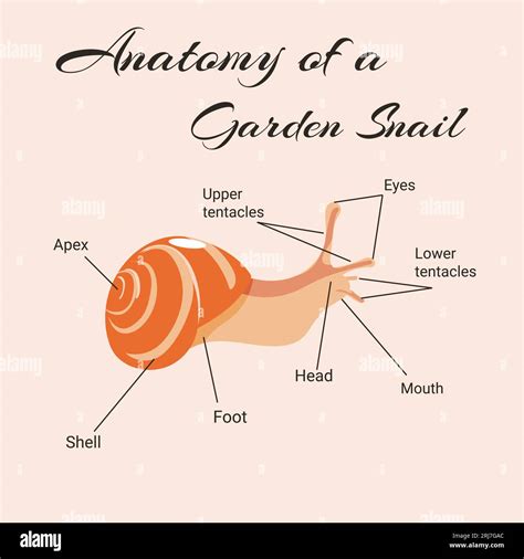 Slug anatomy Stock Vector Images - Alamy