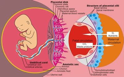 Trophoblast Differentiation in Human Development