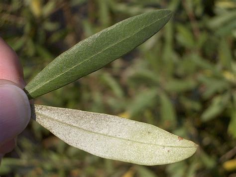 Olive Leaf Tea: Benefits, How to Make, Side Effects