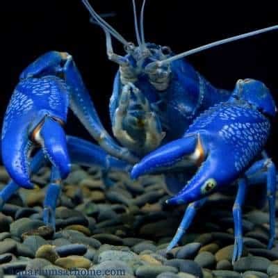 Blue Crayfish Care Guide and Tank Setup (Temperament, Tankmates, and ...