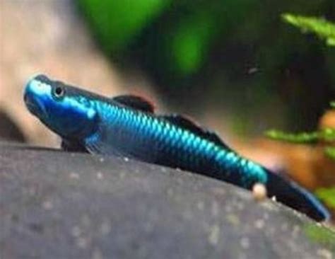 Elegant Stiphodon Goby Male Regular - Bluegrassaquatics.com