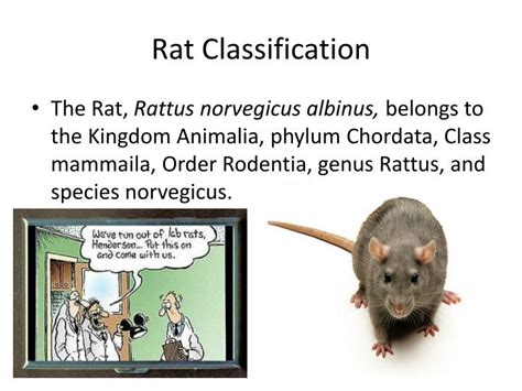 PPT - Rat Dissection PowerPoint Presentation - ID:1906944