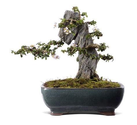 Bonsai Trees: Ancient Chinese Art Are Remarkable Sculptures - Artcentron