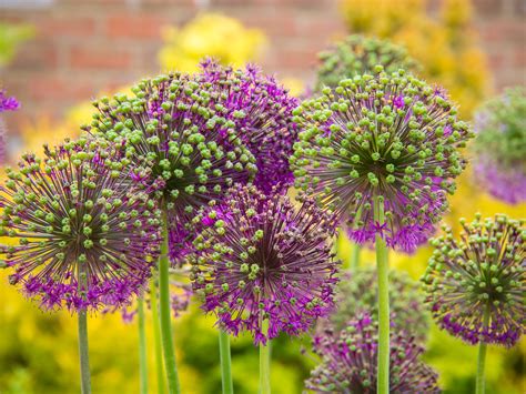 Allium Flower Garden Wallpapers - Wallpaper Cave