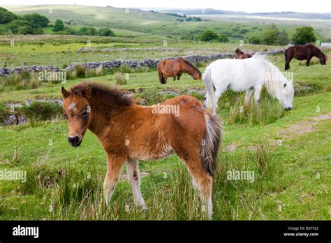 Dartmoor ponies and foals graze in Dartmoor National Park Devon England Stock Photo - Alamy