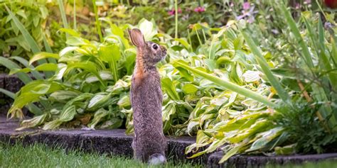 How to Finally Prevent Rabbits From Destroying Your Garden