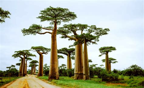 Desert Trees: Information, Names, Adaptations and Photos