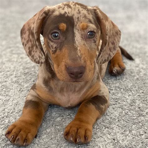 Miniature Dachshund Puppies For Sale | Los Angeles, CA #334457